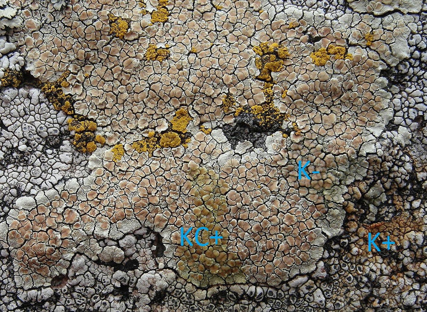 Image of Lecanora intricata specimen.