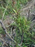 Populus tremula