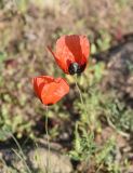 genus Papaver