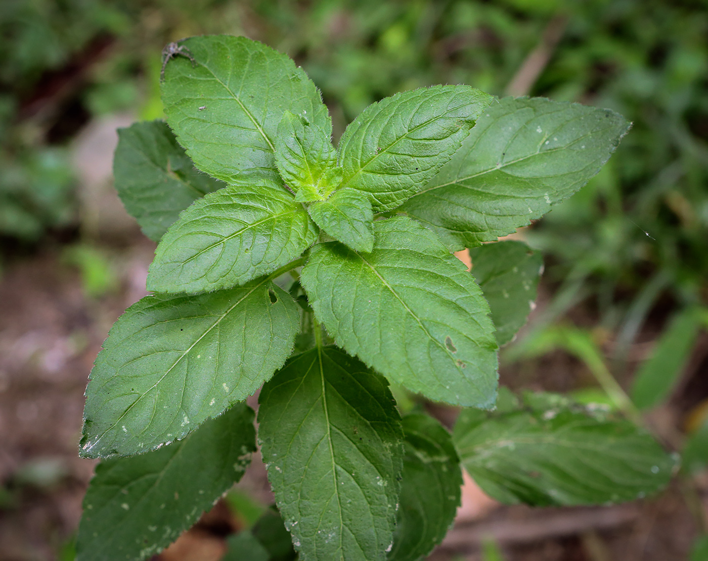 Изображение особи Mentha aquatica.