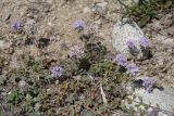 Ziziphora pamiroalaica