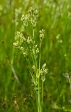 Eremogone koriniana