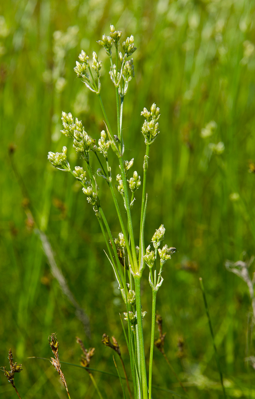 Image of Eremogone koriniana specimen.