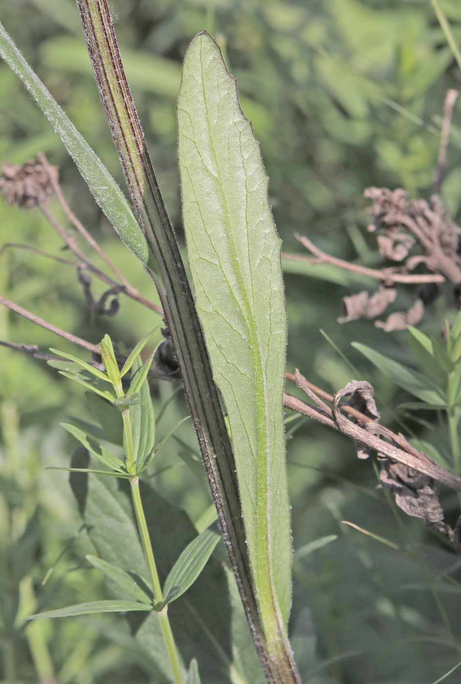 Image of Tephroseris integrifolia specimen.