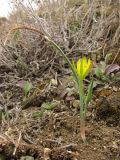 Gagea artemczukii. Цветущее растение. Восточный Крым, хр. Биюк-Янышар. 6 апреля 2011 г.