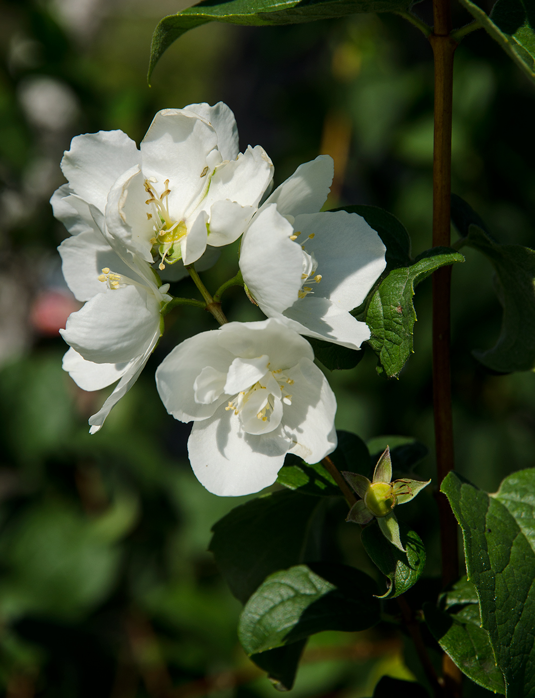 Изображение особи род Philadelphus.