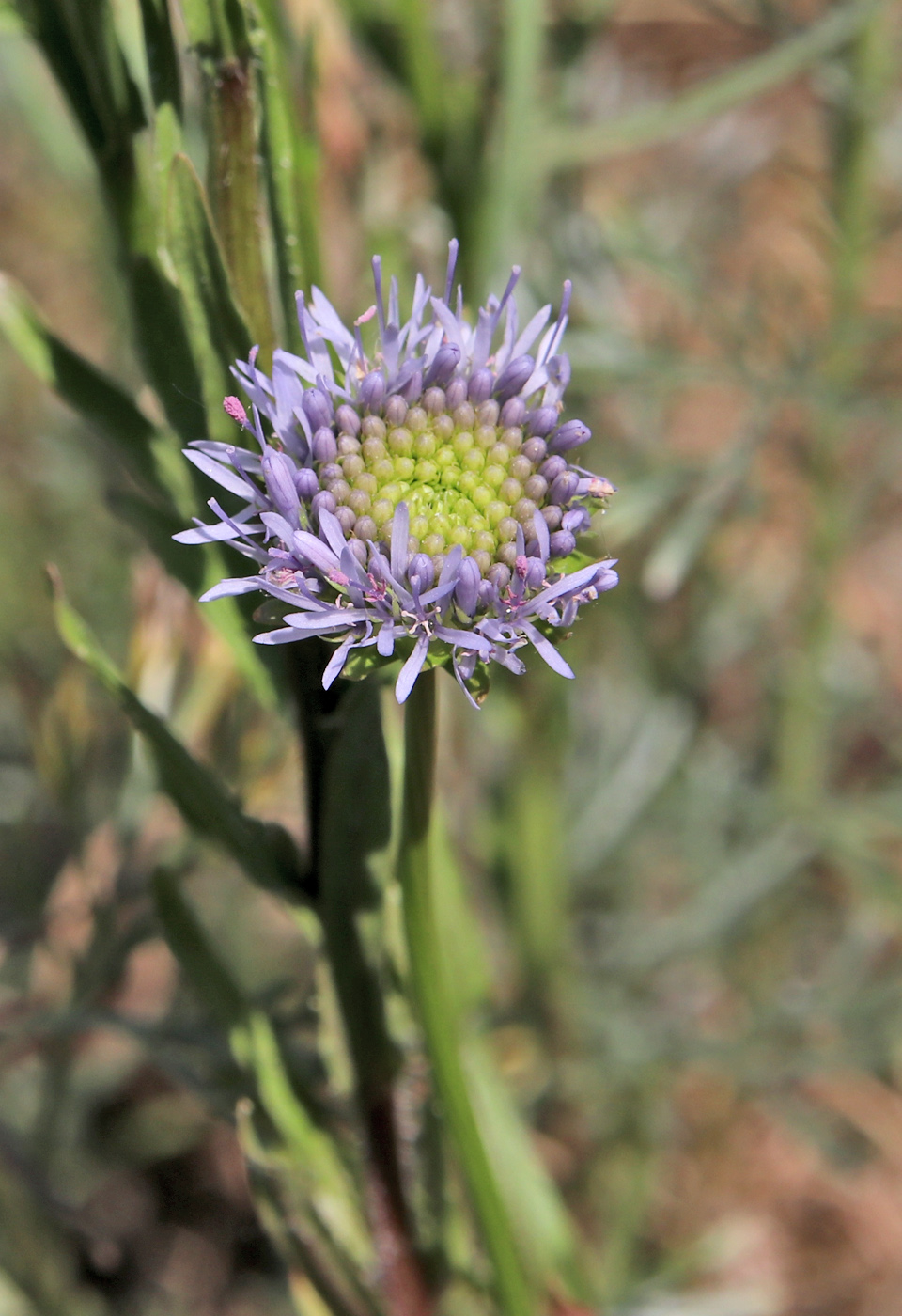 Image of Jasione montana specimen.