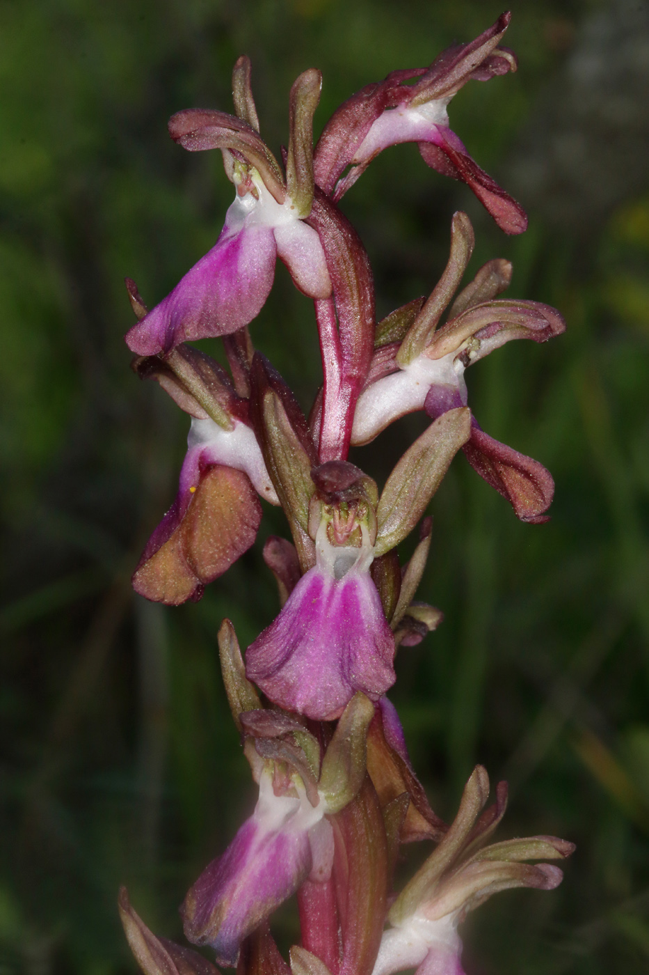 Изображение особи Anacamptis collina ssp. fedtschenkoi.