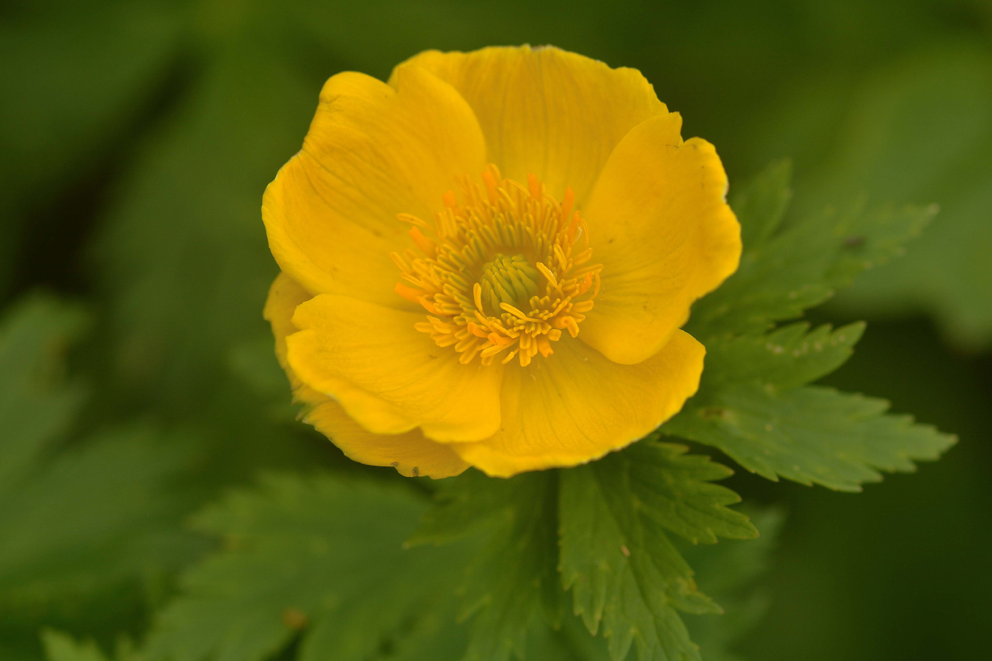 Image of Trollius riederianus specimen.