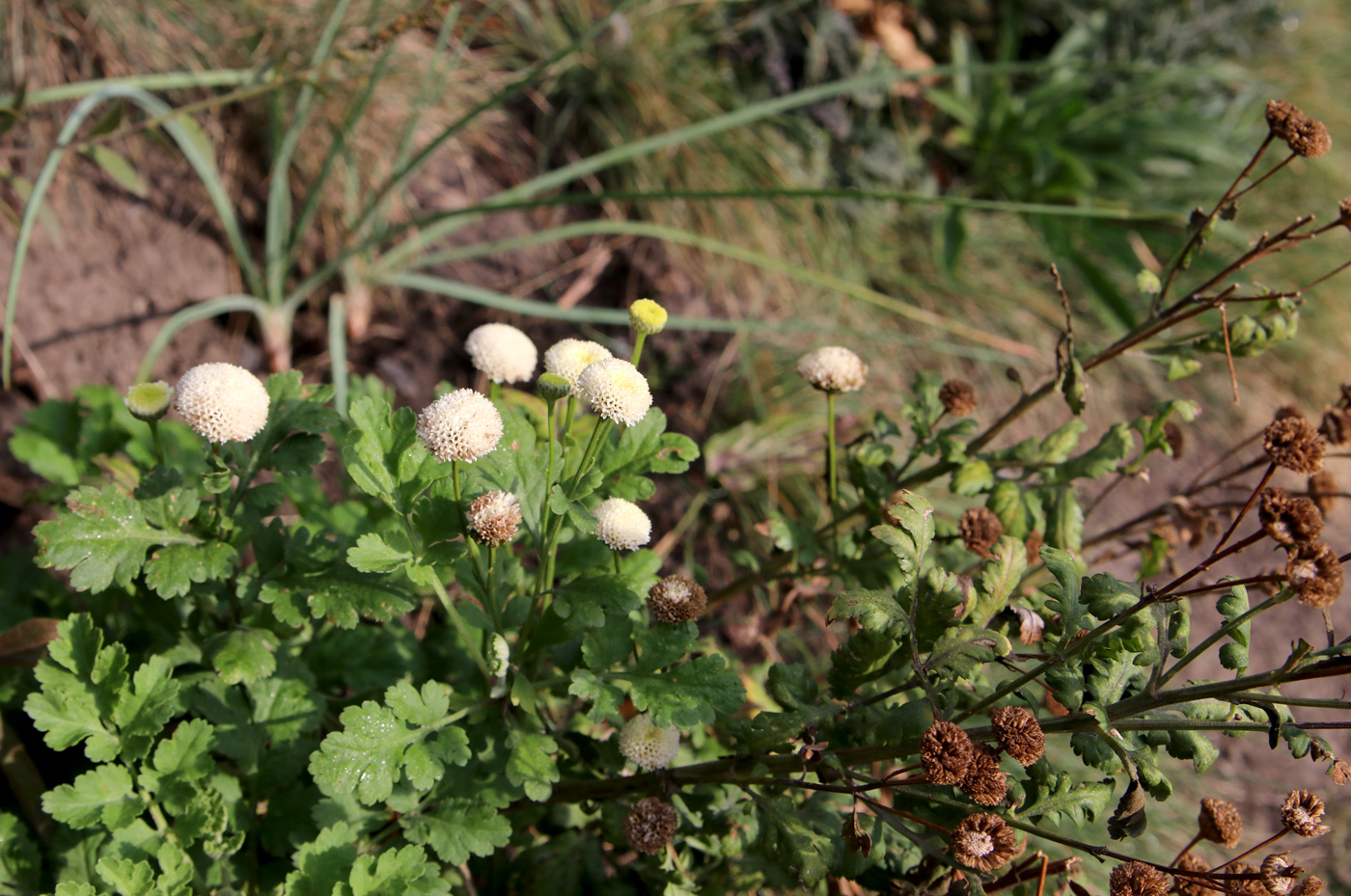 Image of Pyrethrum parthenium specimen.