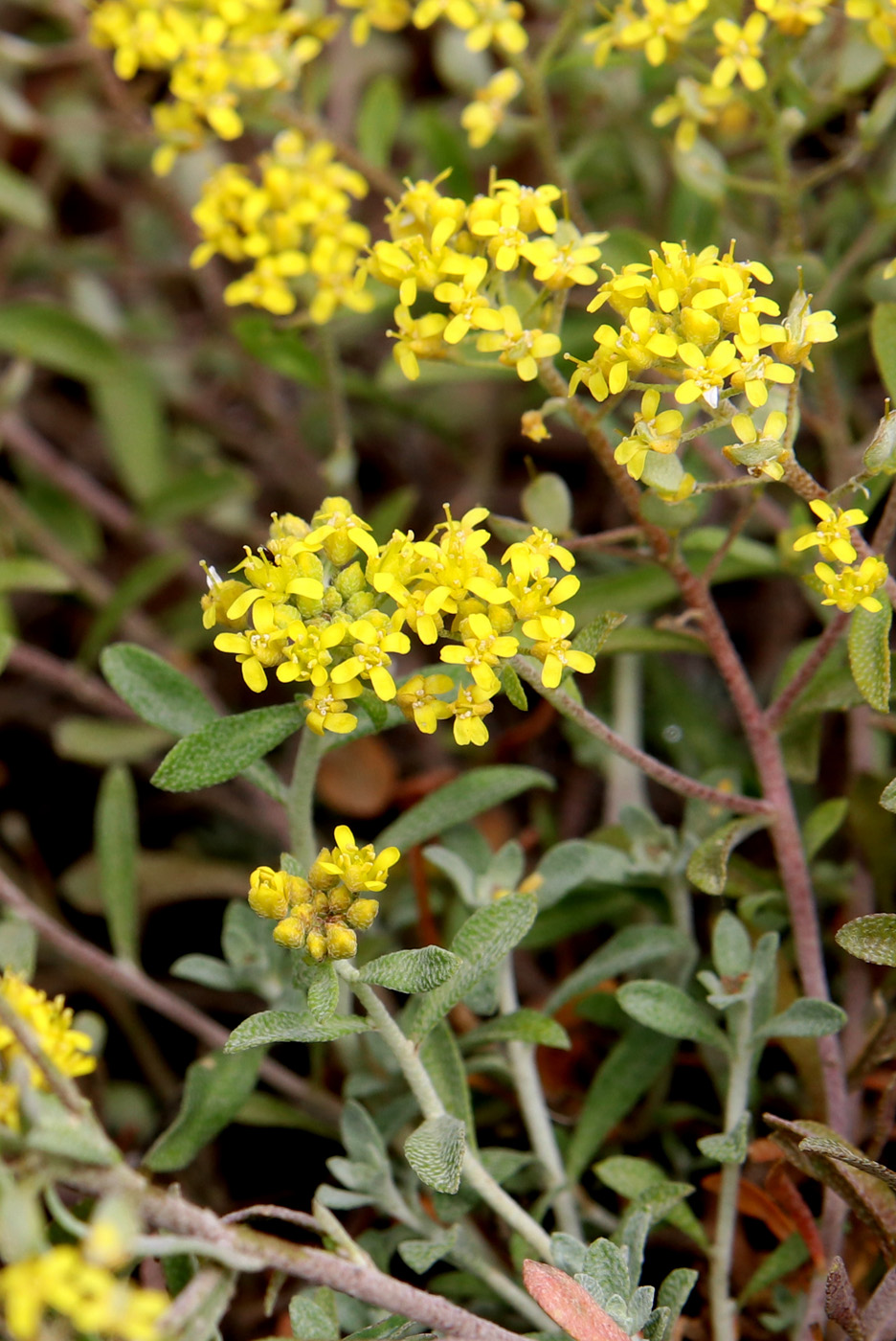 Image of Odontarrhena tortuosa specimen.