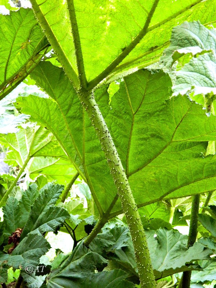 Изображение особи Gunnera manicata.