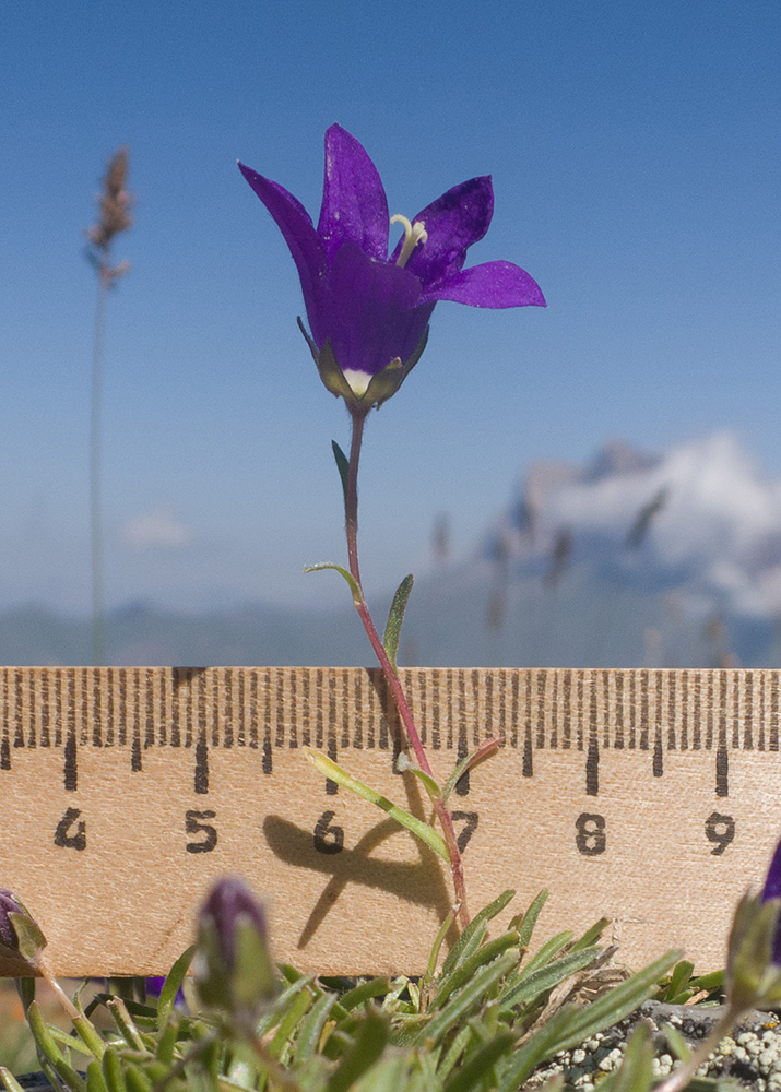 Image of Campanula besenginica specimen.