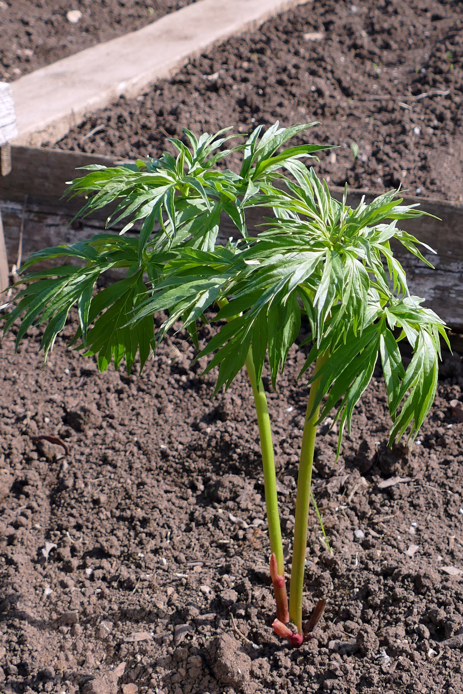 Image of Paeonia anomala specimen.