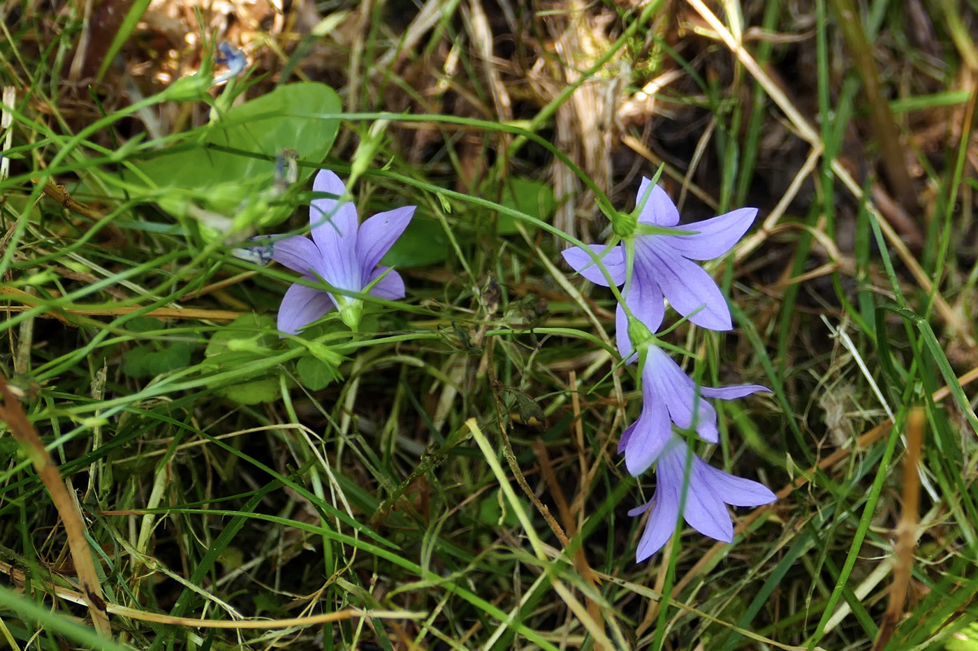 Image of Campanula patula specimen.