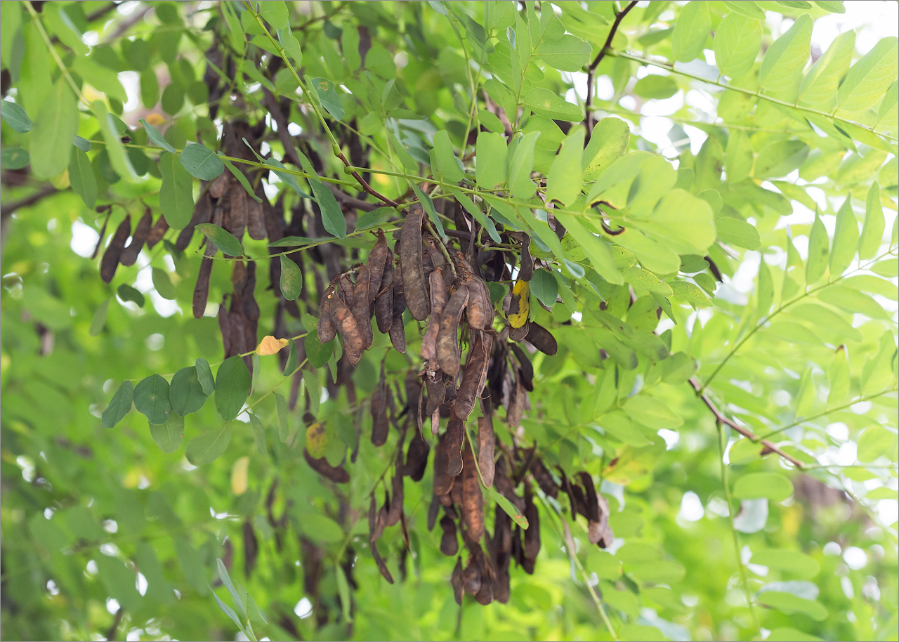 Изображение особи Robinia pseudoacacia.