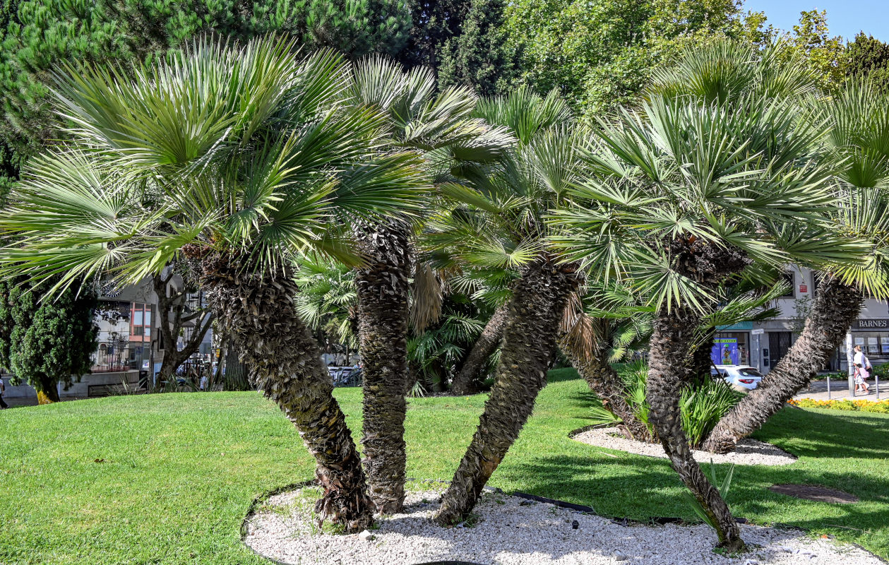 Image of Chamaerops humilis specimen.