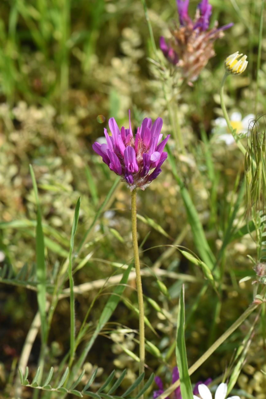 Image of genus Astragalus specimen.