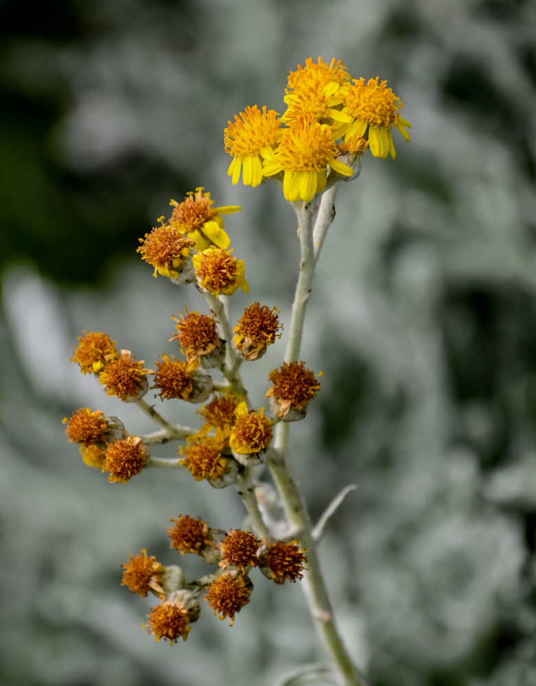 Изображение особи Senecio cineraria.