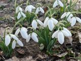 genus Galanthus. ЛНР, г. Северодонецк, палисадник у многоквартирного дома. 08.03.2026.
