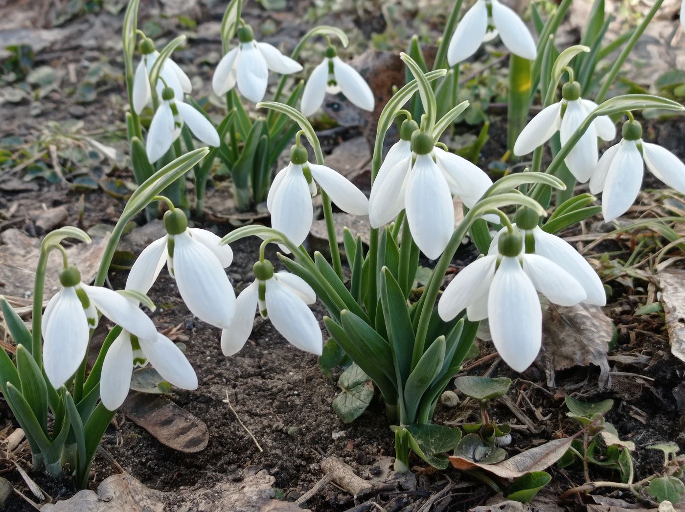 Image of genus Galanthus specimen.
