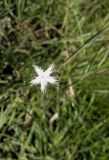 Dianthus mooiensis