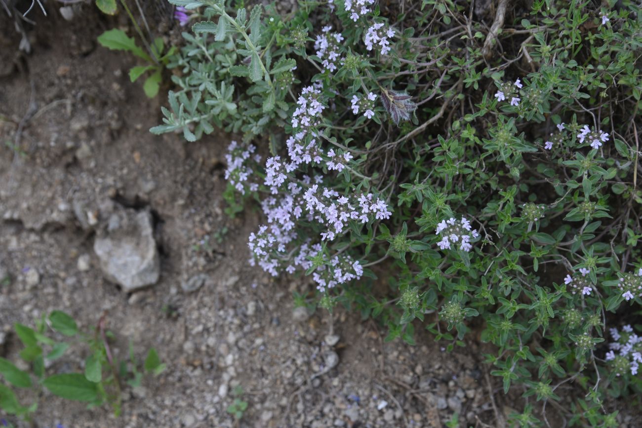 Изображение особи Неопознанный вид.