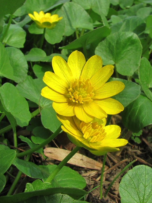 Image of Ficaria verna specimen.