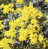 genus Odontarrhena. Соцветия. Республика Кипр, Троодос, окр. ботанического сада \"Троодос\", ≈ 1400 м н.у.м., обочина дороги. 10.05.2026.