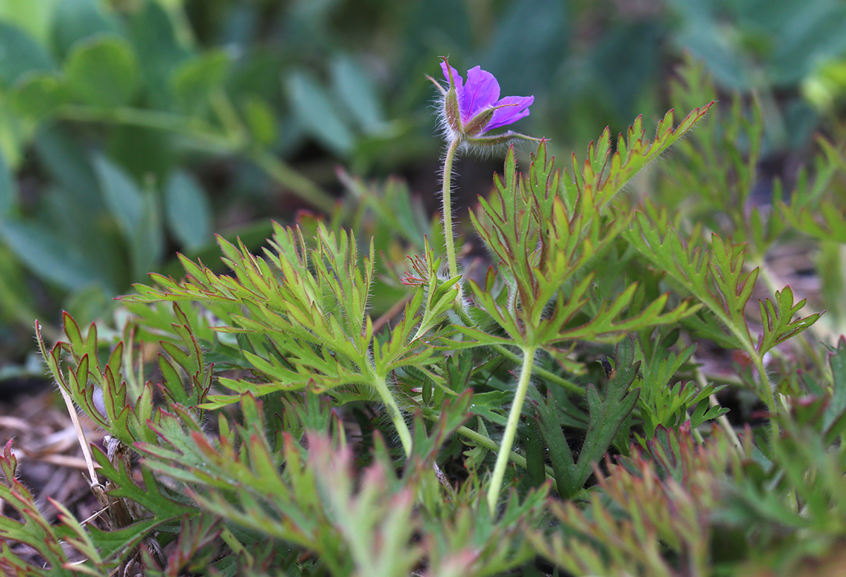 Image of Erodium stephanianum specimen.