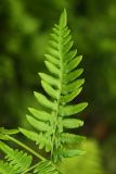 Pteridium japonicum. Часть вайи. Приморский край, окр. г. Находка, п-ов Трудный, в дубовом лесу. 21.05.2017.