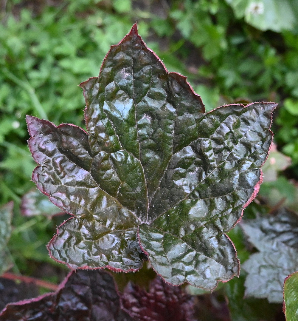 Image of Unknown species specimen.