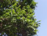 unknown species. Часть кроны. ЮАР, пров. Гаутенг, пригород Киблер Парк (Kibler Park), природный запов. \"Клиприверсберг\" (Klipriviersberg Nature Reserve), ферма семьи Морей (Marais Family), реликт культуры (?). 20.01.2025.