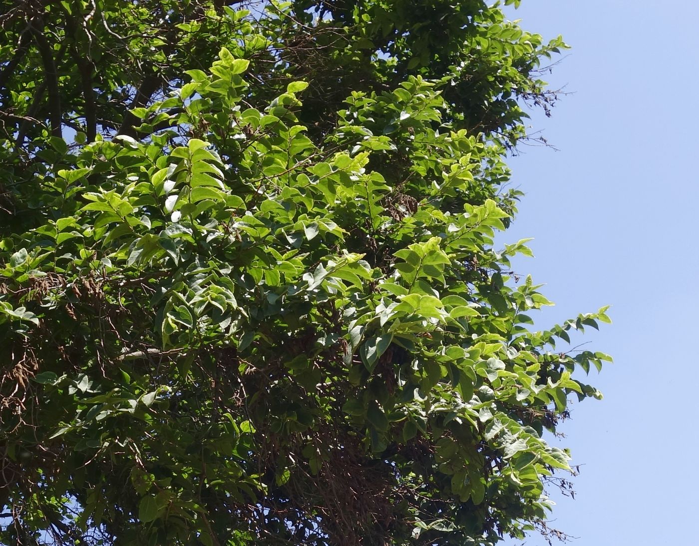 Image of Unknown species specimen.