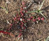 Oxybasis rubra. Плодоносящее растение в составе пойменного эфемеретума. Астраханская обл., с. Никольское, песчаный берег Волги. 03.10.2025.