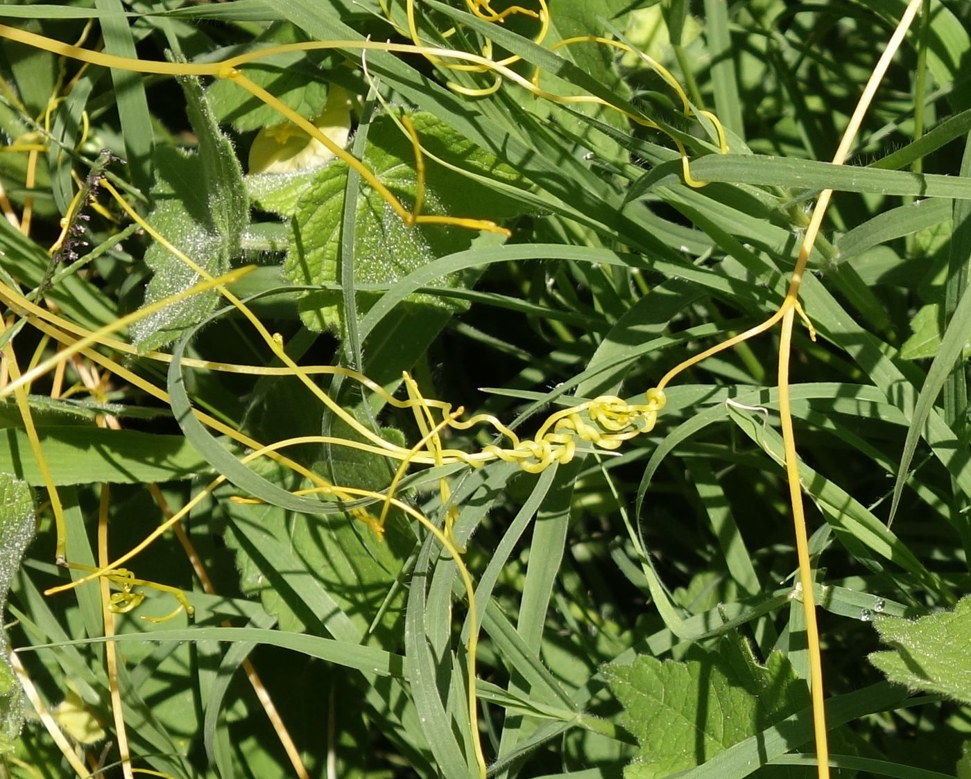 Изображение особи Cuscuta campestris.