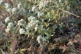 Teucrium capitatum