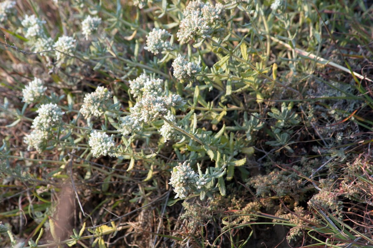 Image of Teucrium capitatum specimen.