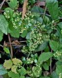 Rubia peregrina. Верхушка цветущего растения среди побегов Rubus. Португалия, округ Бежа, дол. р. Рибейра-ду-Торгал, лиственный лес. 04.06.2026.