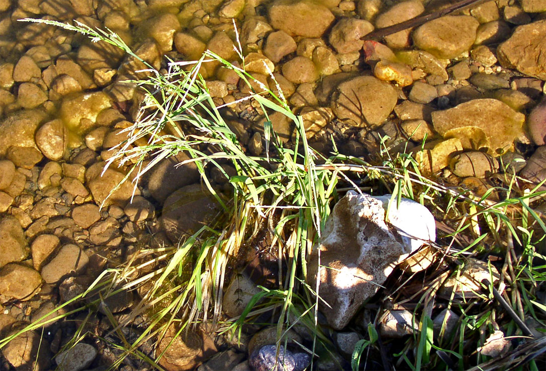 Image of Glyceria fluitans specimen.