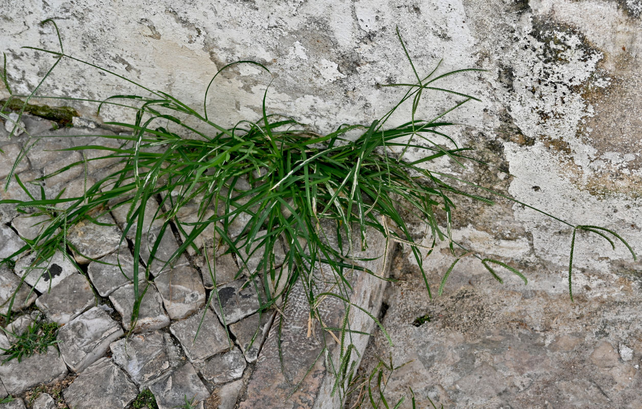 Image of Eleusine indica specimen.