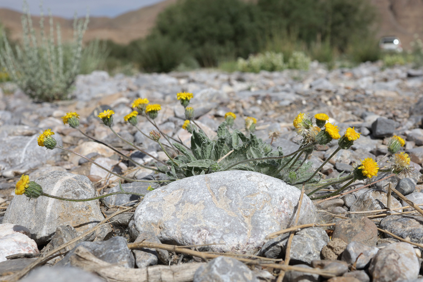 Изображение особи Erigeron cabulicus.