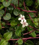 View full-size image Mitchella repens
