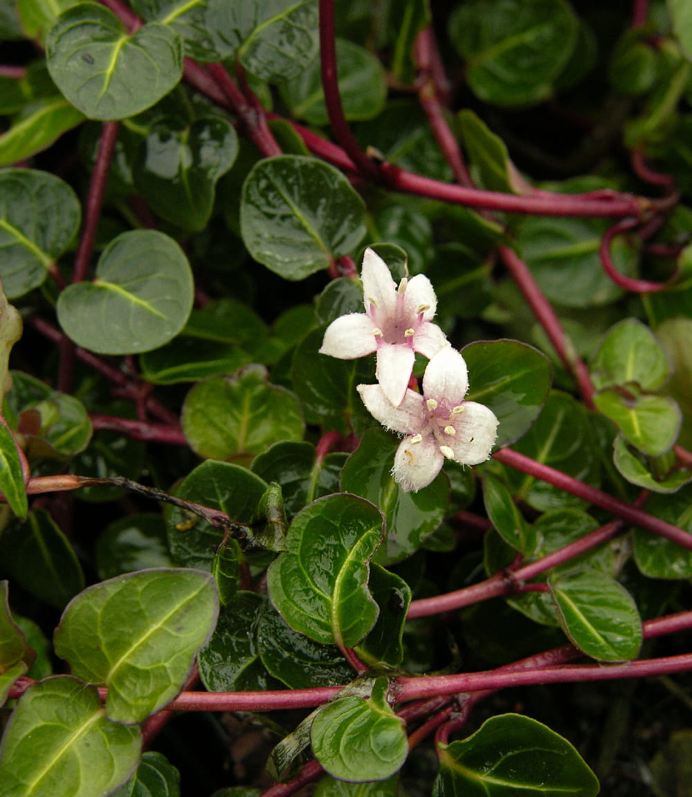 Image of Mitchella repens specimen.