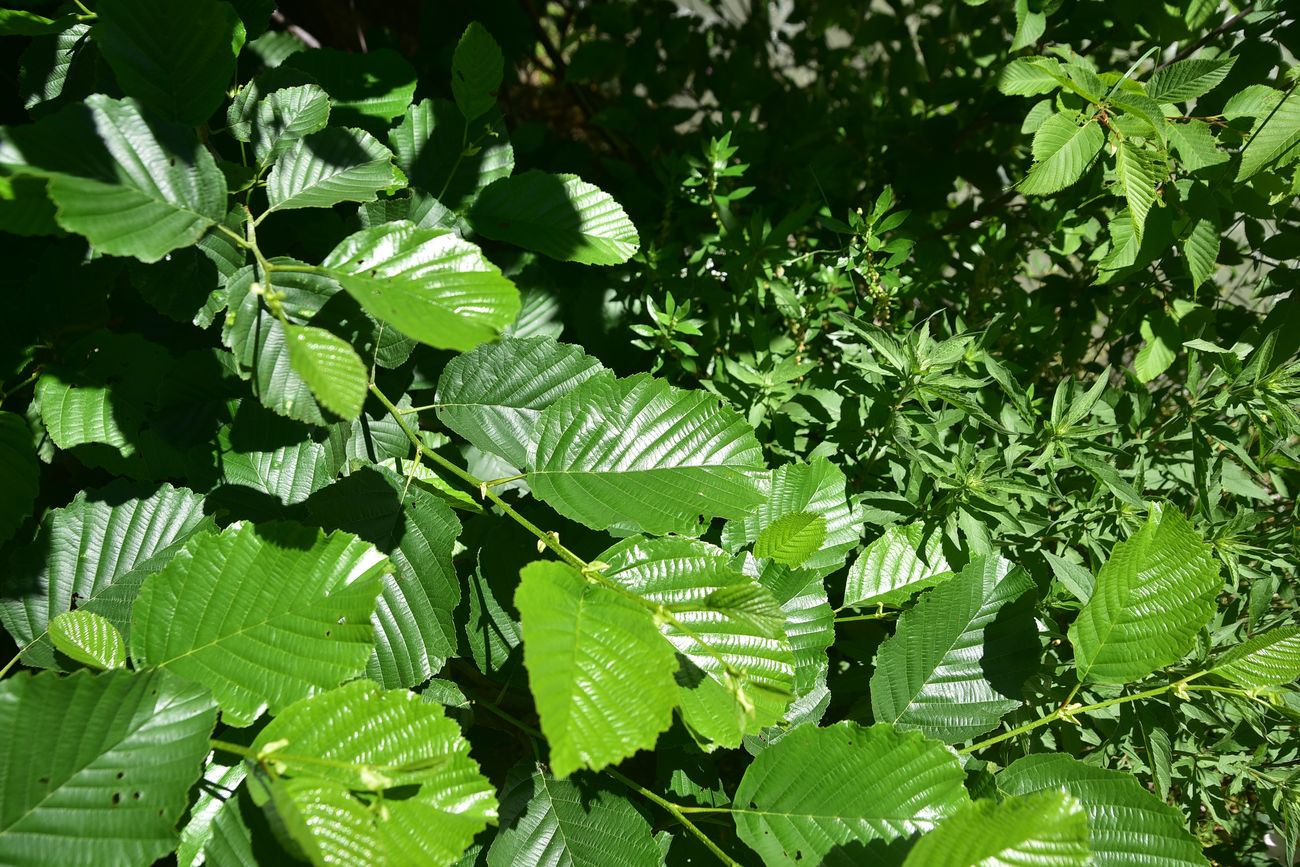 Изображение особи Alnus glutinosa.