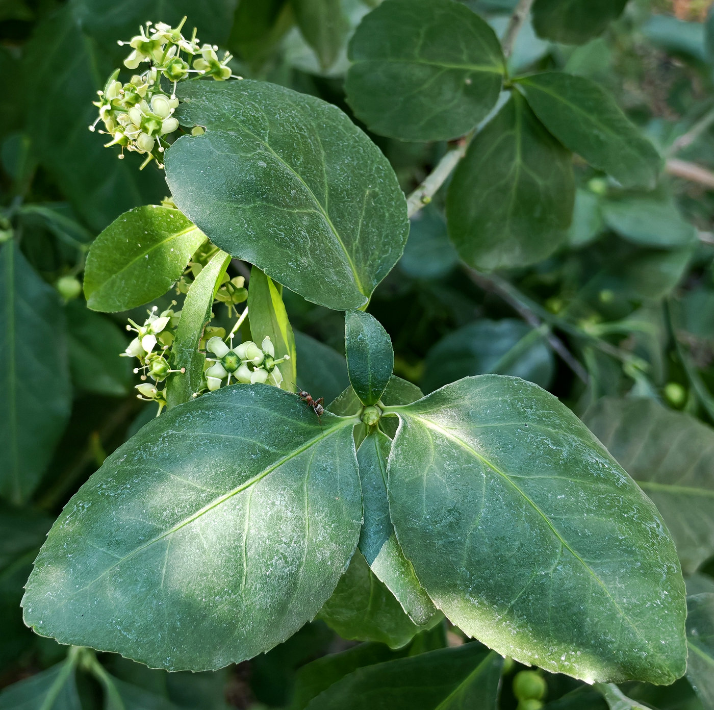 Image of Euonymus fortunei specimen.
