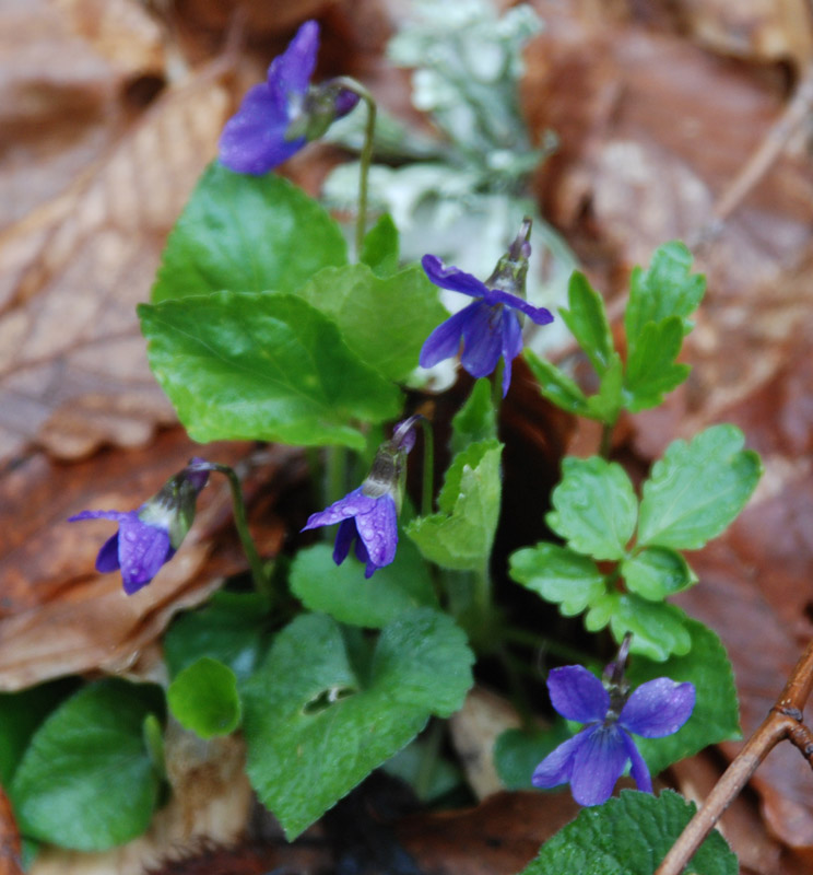 Изображение особи род Viola.