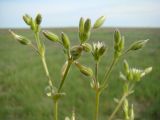 Cerastium syvaschicum