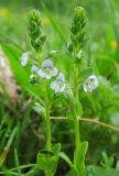 Veronica serpyllifolia