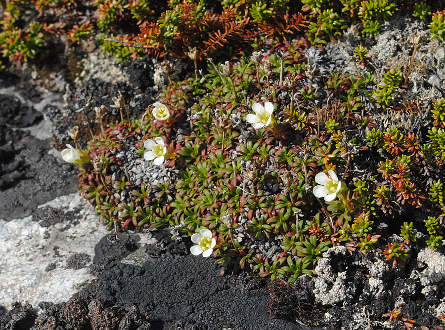 Изображение особи Diapensia lapponica.